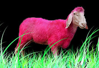 Dyed_sheep