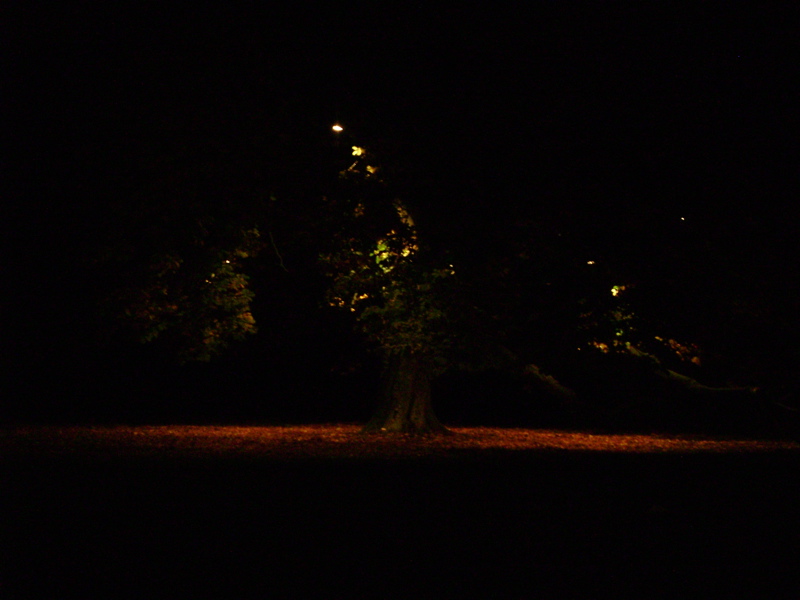 dark_tree.jpg