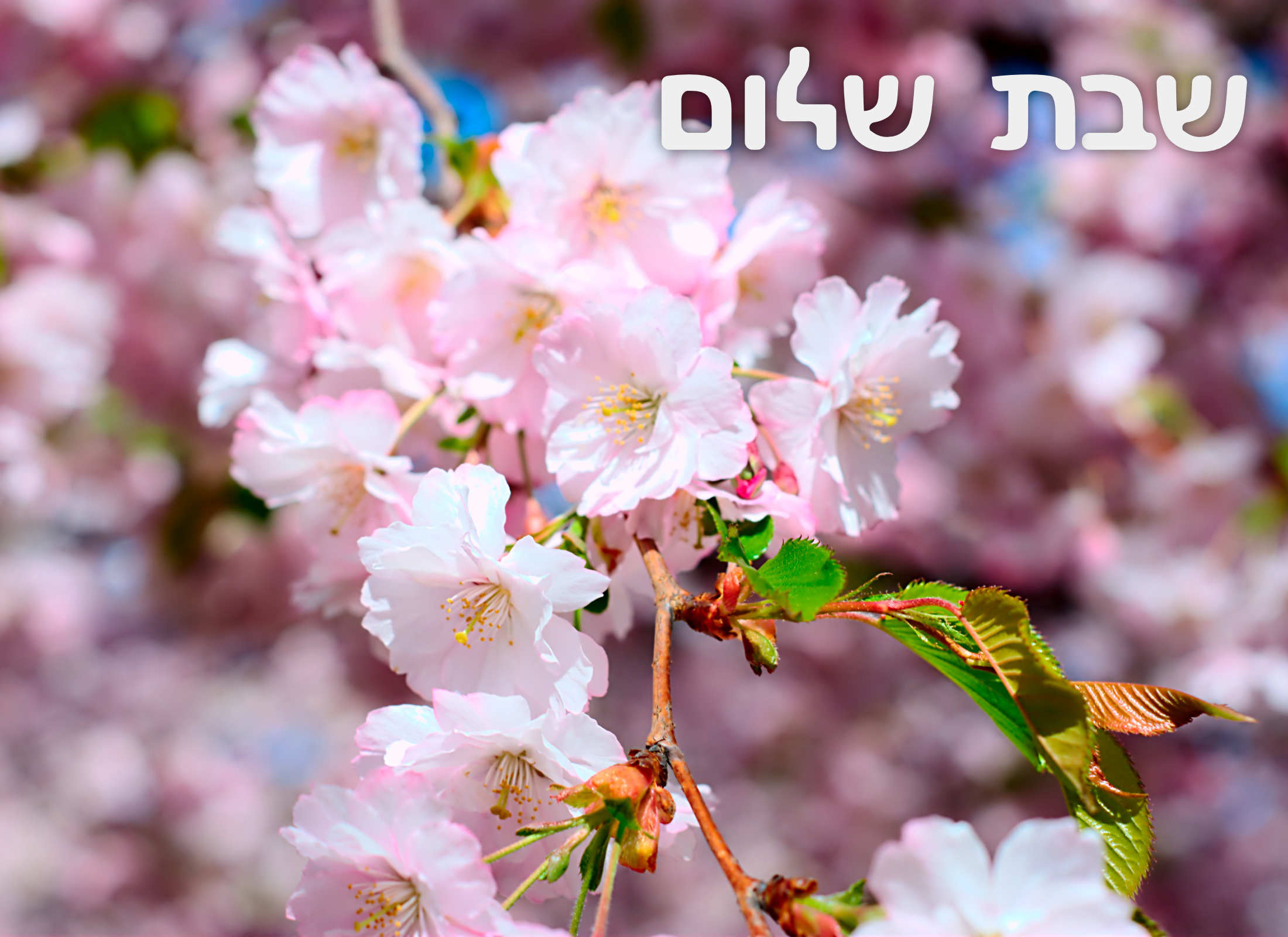 Shabbat220422