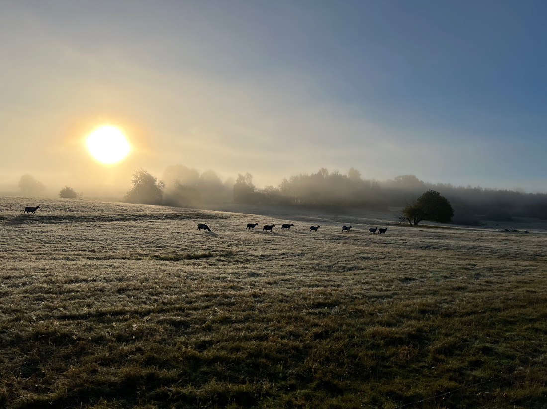 Morning241005b