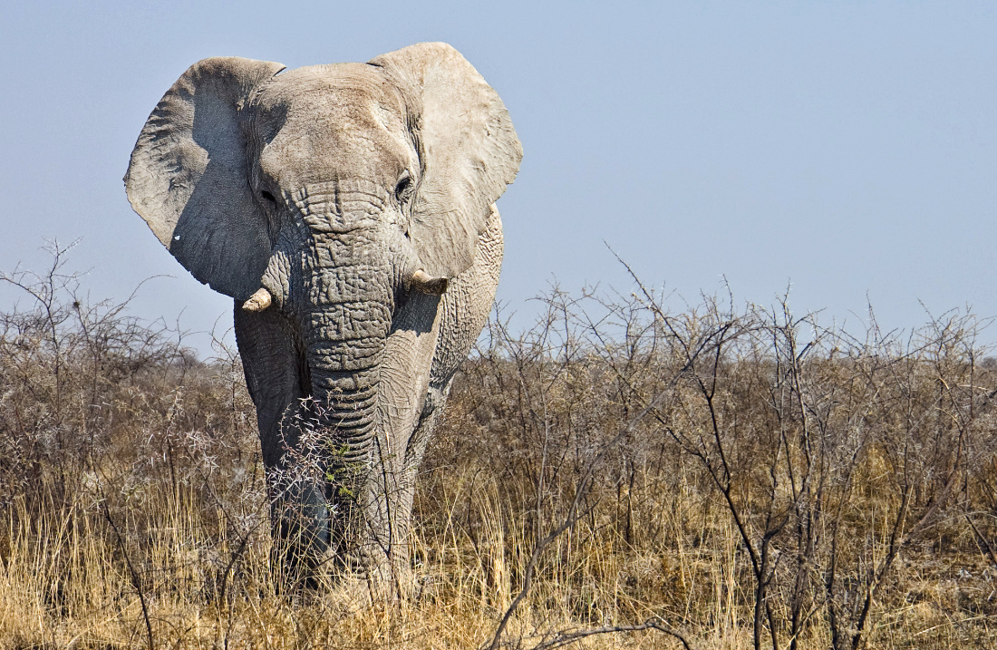 Elephant250123