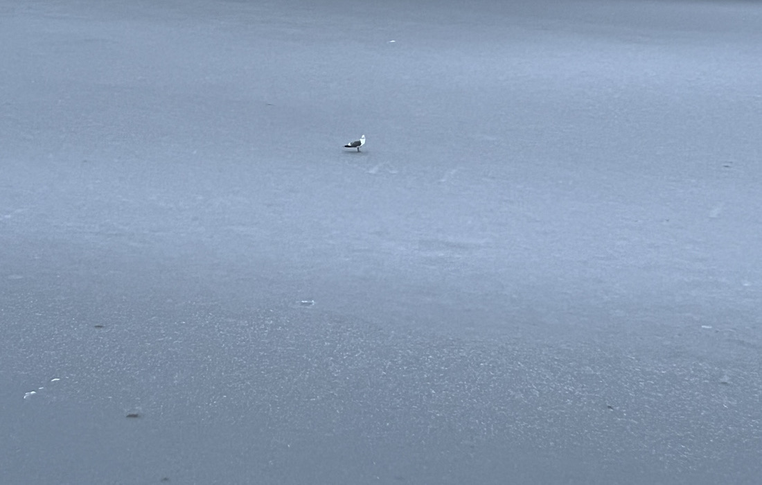Photo of a bird standing on a frozen canal.